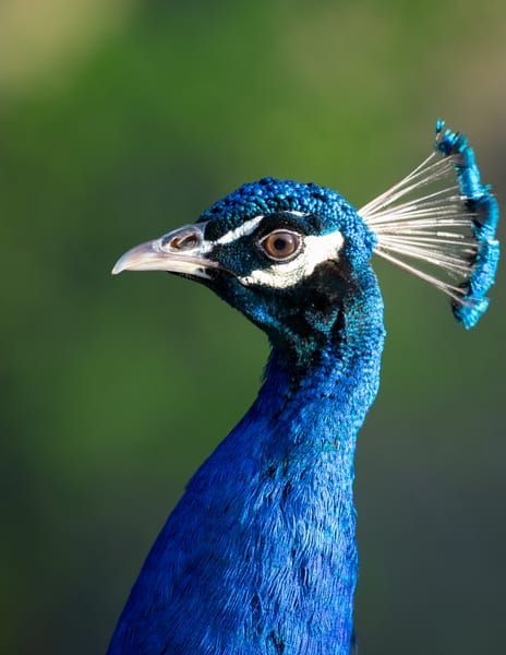 Peacock Feather Looking Right