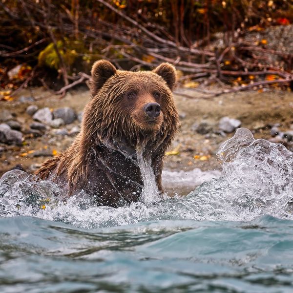 BEAR SPLASH