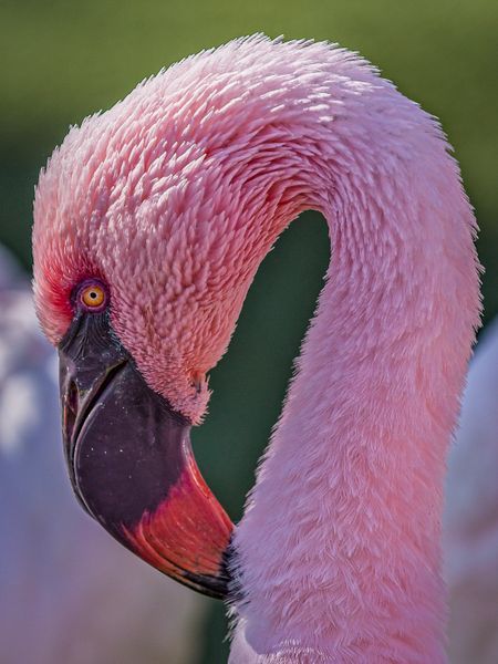 Bird Greater Flamingo