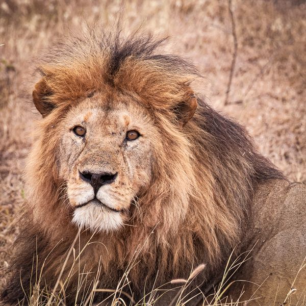 Shop Photograph of lion making eye contact