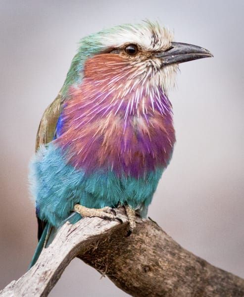 Lilac Breasted Roller