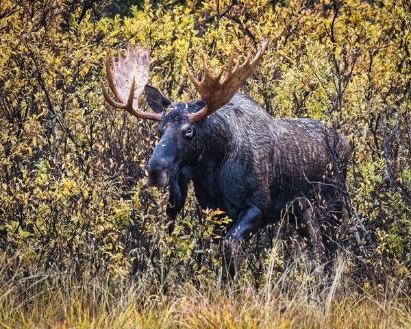 Grumpy The Moose In The Woods