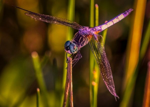 Blue Dragonfly