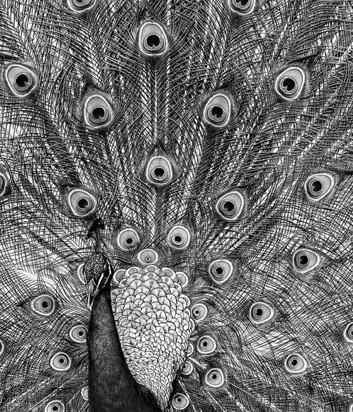 Tx Peacock In B&W Front View