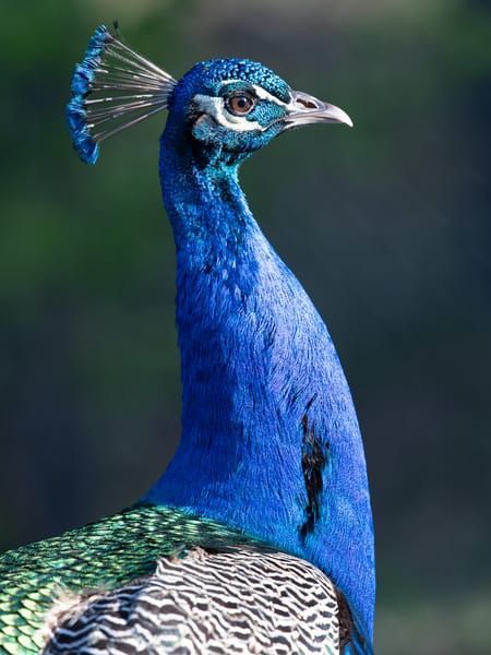 Peacock Looking Left 2