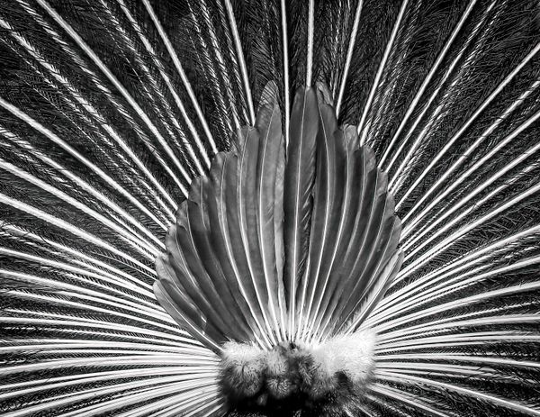 Peacock Feathers In B&W -mug