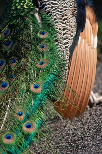 Peacock Feather Detail 3