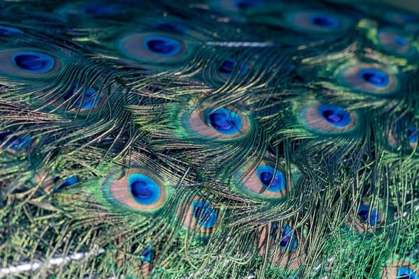 Peacock Feather Detail 1