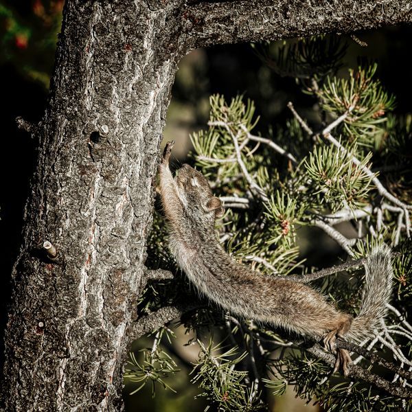 Grand Canyon Squirrel Stretching