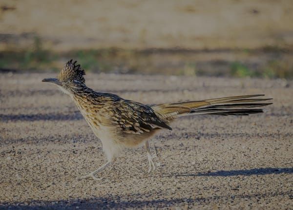 Road Runner, Big Bend Texas