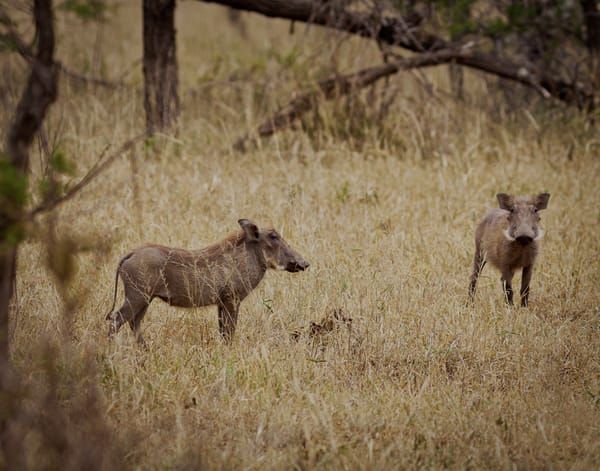 Warthogs Playing