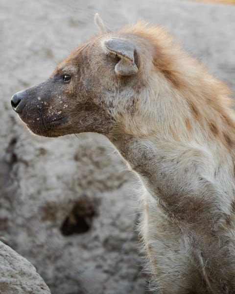 Watchful Moma Hyena