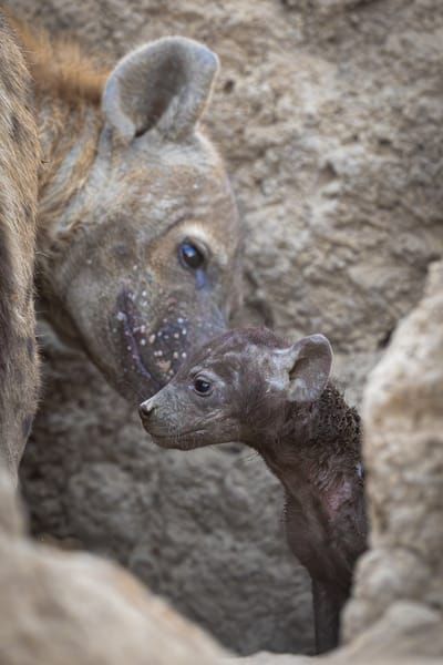 Momma Hyena with pup 2