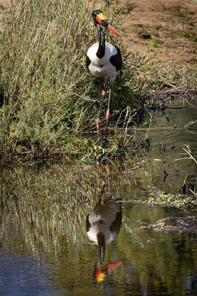Saddle Billed Stork