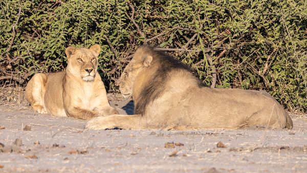 Lion Mating Pair Lioness Looking At You 2
