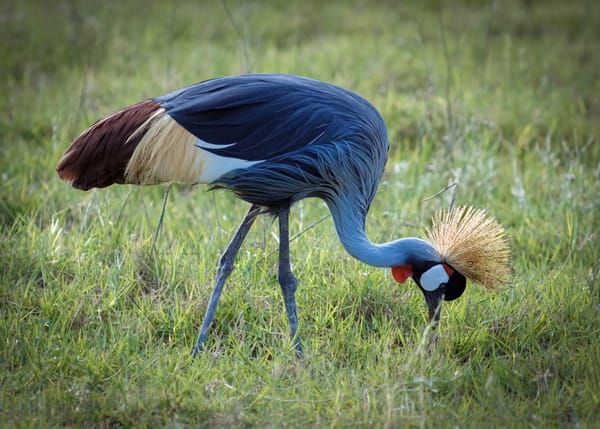 Grey Crowned Crane  Mug