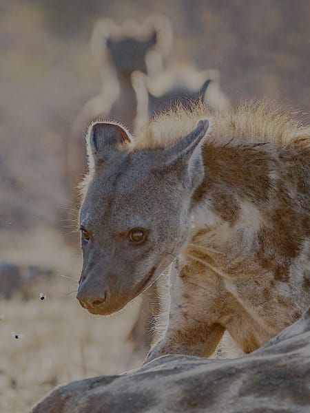 Hyenas Feeding On Giraffe