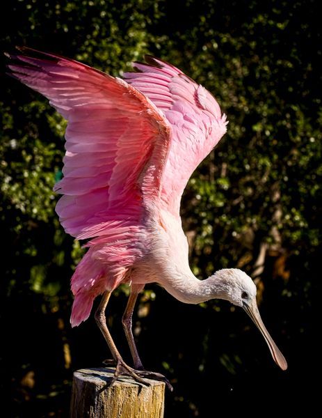 Bird Roseated Spoonbill 2 — Hoodie