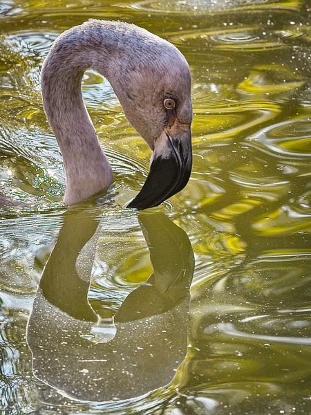 Bird Flamingo — Tote Bag