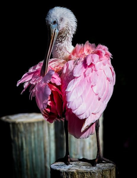 Bird Roseate Spoonbill — Tote Bag