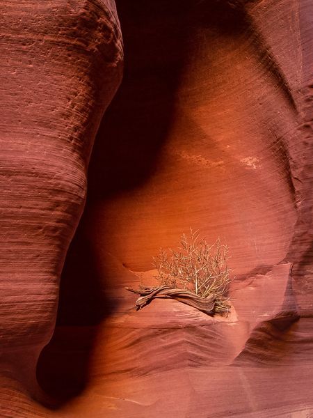 Antelope Canyon Plant