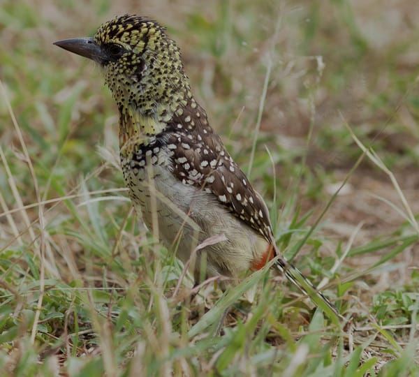 Barbet