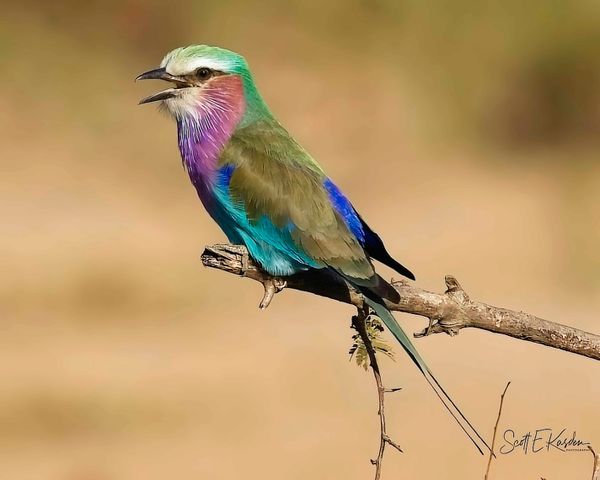 Bird Lilac Breasted Roller