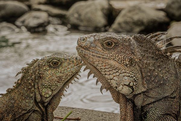 Scott Kasden | Shop photo of two iguanas Guayaquil, Ecuador