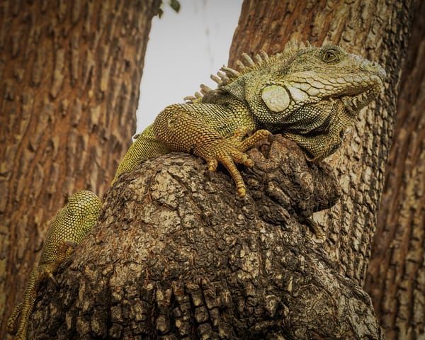Scott Kasden | Shop photo iguana in tree, Guayaquil, Ecuador