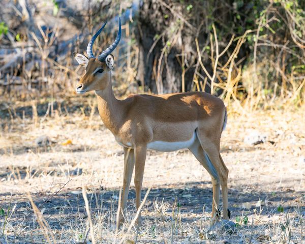 Impala