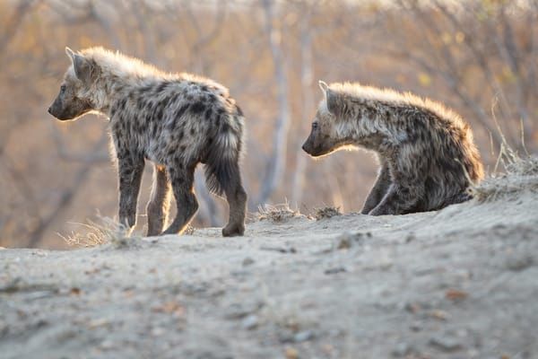 Hyena Youths