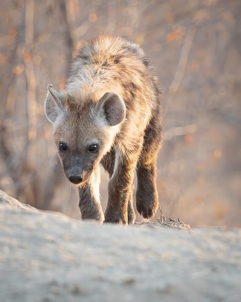 Hyena Youth 1
