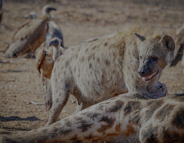 Hyena Feeding On Giraffe &amp; Vultures