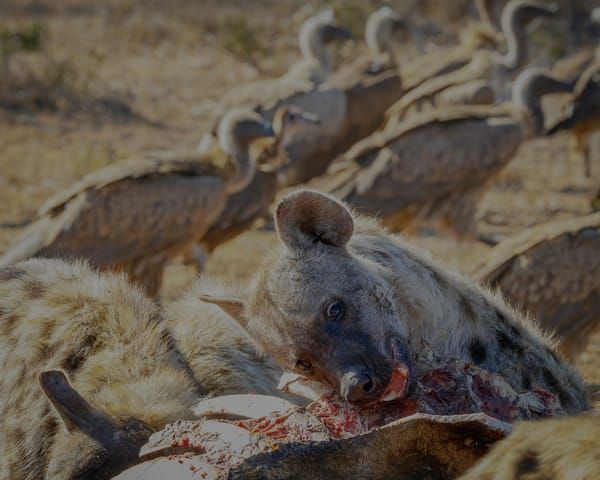 Hyenas &amp; Vultures Feeding On Giraffe 2