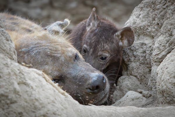 Hyenas 3