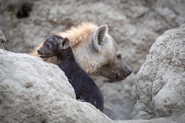 Hyenas 1