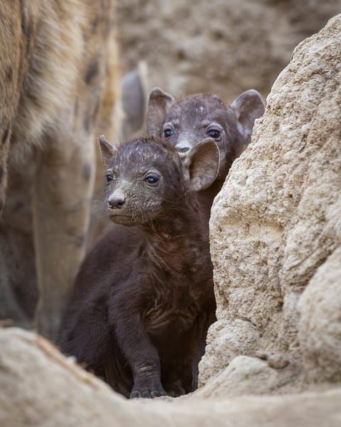 Hyena Pups 1