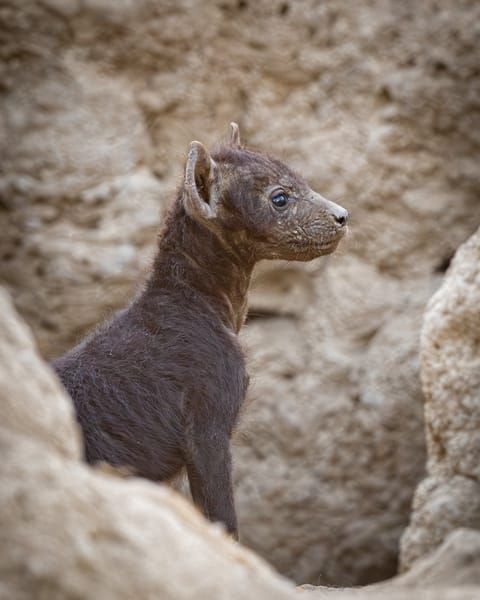 Hyena Pup 1