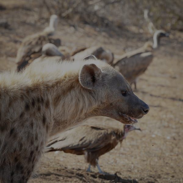 Hyena &amp; Vultures  Feeding On Giraffe