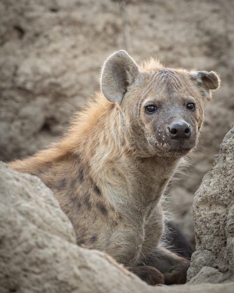 Hyena 3