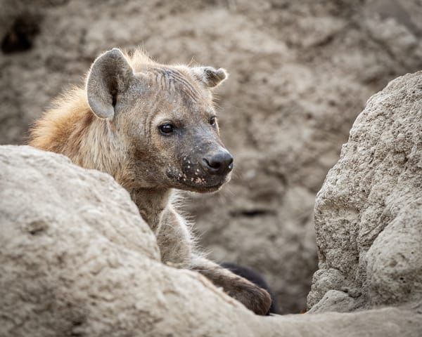 Hyena 2