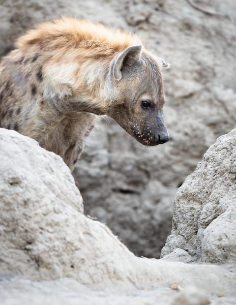 Hyena 1