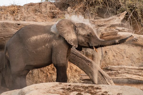 Scott kasden | Shop young elephant taking dirt shower